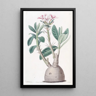 Sydenham Edwards - Tuberous Pachypodium.webp