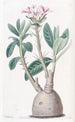 Pachypodium tubéreux - Sydenham Edwards — widok dzieła