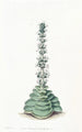 Crassula à tourelles - Sydenham Edwards — widok dzieła
