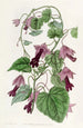 RedCloak grimpant - Sydenham Edwards — widok dzieła