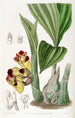 BarrelOrchis bicolore - Sydenham Edwards — widok dzieła