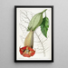 Brugmansia bicolore - Sydenham Edwards — oprawiony obraz na ścianie