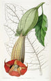 Brugmansia bicolore - Sydenham Edwards — widok dzieła