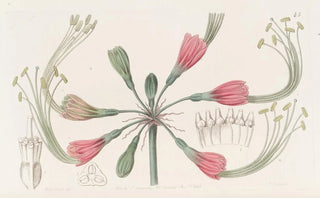 Sydenham Edwards - Twocoloured Fairy bloom.webp