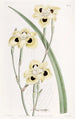 Iris bicolore - Sydenham Edwards — widok dzieła