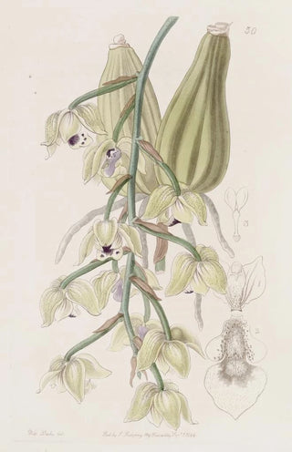 Sydenham Edwards - Twocoloured Lacaena.webp