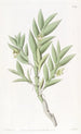 Dendrobium à deux tranchants - Sydenham Edwards — widok dzieła