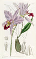 Laelia à deux tranchants - Sydenham Edwards — widok dzieła
