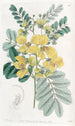 Cassia à deux fleurs - Sydenham Edwards — widok dzieła