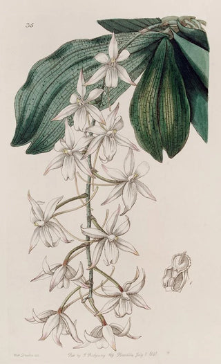 Sydenham Edwards - Twolobed Angurek.webp