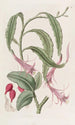 Torchthistle w dwóch formach - Sydenham Edwards — widok dzieła