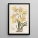 Oncidium z dwoma brodawkami - Sydenham Edwards — oprawiony obraz na ścianie