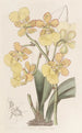Oncidium z dwoma brodawkami - Sydenham Edwards — widok dzieła