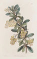 Berberis ombellée - Sydenham Edwards — widok dzieła