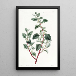 Sydenham Edwards - Unattractive Polygonus.webp