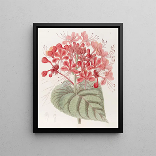 Sydenham Edwards - Unlucky Clerodendron.webp