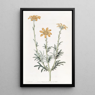 Sydenham Edwards - Uprightbranching Baebera.webp