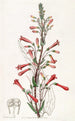 Chelone à feuilles de valériane - Sydenham Edwards — widok dzieła