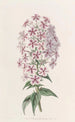 Phlox od Van Houtte - Sydenham Edwards — widok dzieła