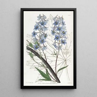 Sydenham Edwards - Variable Larkspur.webp