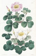 Oxalis variable - Sydenham Edwards — widok dzieła