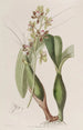 Epidendrum panaché - Sydenham Edwards — widok dzieła