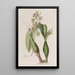 Epidendrum panaché - Sydenham Edwards — oprawiony obraz na ścianie