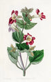 Mimulus panaché - Sydenham Edwards — widok dzieła