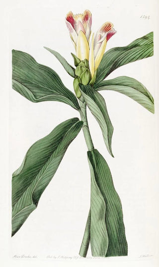 Sydenham Edwards - Variegatedflowered Costus.webp