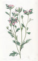 Collomia à feuilles variées - Sydenham Edwards — widok dzieła