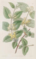 Chèvrefeuille à feuilles variées - Sydenham Edwards — widok dzieła