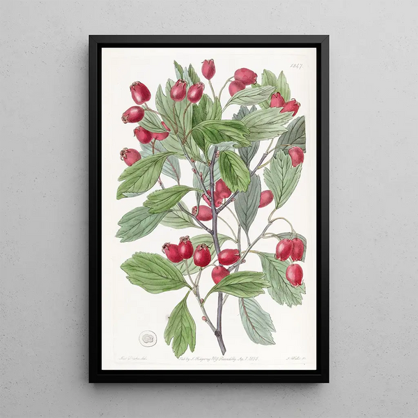 Sydenham Edwards - Variousleaved Hawthorn.webp