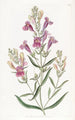 Penstemon à feuilles variées - Sydenham Edwards — widok dzieła