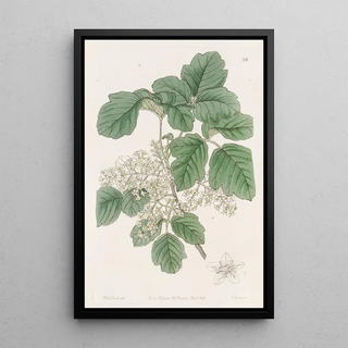 Sydenham Edwards - Variousleaved Poison Oak.webp