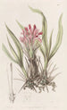 Puya à feuilles variées - Sydenham Edwards — widok dzieła