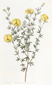 Gompholobium à feuilles veinées - Sydenham Edwards — widok dzieła