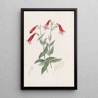 Sydenham Edwards - Vermilion Pentstemon.webp