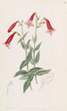 Pentstemon vermillon - Sydenham Edwards — widok dzieła