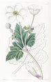 Anemone à feuilles de vigne - Sydenham Edwards — widok dzieła