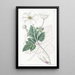 Anemone à feuilles de vigne - Sydenham Edwards — oprawiony obraz na ścianie
