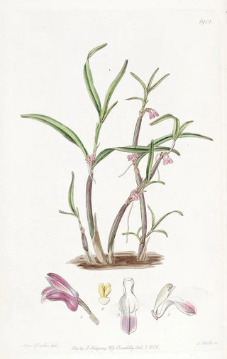 Sydenham Edwards - Violet Boatlip.webp