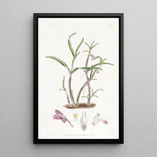 Sydenham Edwards - Violet Boatlip.webp