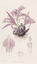Caelogyne de Wallich - Sydenham Edwards — widok dzieła