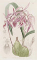 Epidendrum verruqueux - Sydenham Edwards — widok dzieła