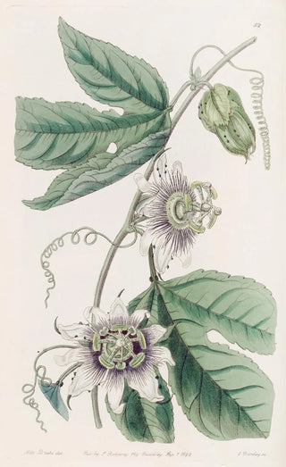Sydenham Edwards - Warted Passionflower.webp