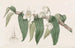 Dendrobium aquatique - Sydenham Edwards — widok dzieła