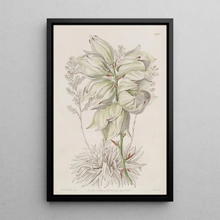 Sydenham Edwards - Weakleaved Adams Needle.webp