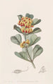 Oxylobium à feuilles en coin - Sydenham Edwards — widok dzieła