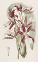 Miltonia à lèvres en coin - Sydenham Edwards — widok dzieła
