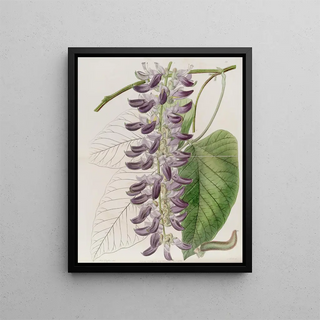 Sydenham Edwards - WestIndian Cowitch Plant.webp